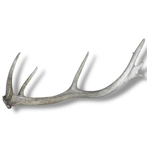 Naturally Shed Elk Antler - Stunning Hard White Quality with Palmated End, Perfect Rustic Decor Accent or Unique Gift for Nature Lovers