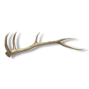 Elk Antler Naturally Shed - Premium Desert Brown Antler for Modern Farmhouse Decor or Natural Crafts, Unique Rustic Gift Idea