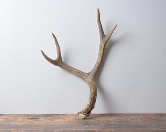Medium Deer Antler – Naturally Shed Brown Antler for Mantel Centerpiece or Refined Western Interior
