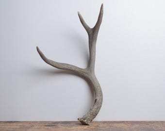 Medium Deer Antler - Premium Brown Naturally Shed Display Piece for Western Inspired Spaces