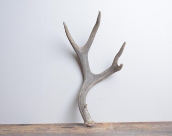 Small Deer Antler - Premium Brown Naturally Shed Antler, Shelf Decor for Rustic and Western Interiors