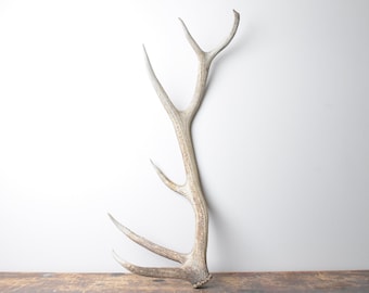 Medium Elk Antler – Size Premium Brown Naturally Shed Antler Rustic Western Decor for Mountain Homes, Cabins, and Elevated Interiors