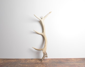 Medium Elk Antler - Real Elk Shed for Display Crafts or Decor