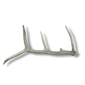 Naturally Shed Elk Antler - Beautiful Weathered Hard White Antler for Modern or Rustic Home Decor, Great Gift for Wildlife Enthusiasts