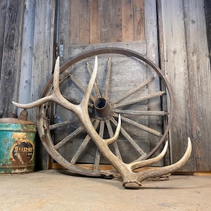 Elk Antler Naturally Shed - Premium Quality Large, Heavy Timber Brown Antler, Incredible Rustic Decor or Centerpiece Gift for Nature Lovers