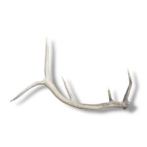 Elk Antler Naturally Shed - Stylish Hard White 5 Point Antler with Classy Curves, Unique Home Decor Accent - Great for Nature Lovers