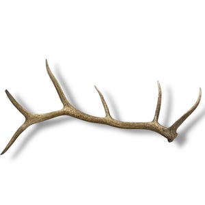 Elk Antler Naturally Shed - Beautiful Desert Brown Antler, Versatile Rustic Display Piece for Home Decor, Ideal Gift for Outdoor Enthusiasts