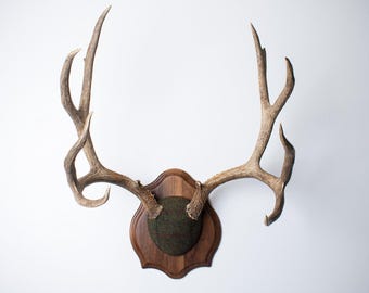 Deer Antler Wall Art – Large Mule Deer with Authentic Harris Tweed Dark Green Herringbone Wrap, For Home Decor Enthusiasts