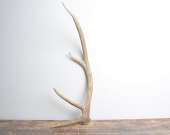 Medium Elk Antler - Weathered White Naturally Shed Antler, Natural Decor for Lodge and Retreat Spaces
