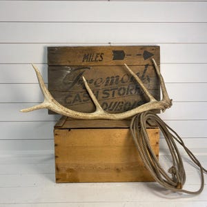 Elk Antler Naturally Shed - Authentic High Quality Desert Brown with Elegant Tines for Rustic Home Decor Accents or Unique Craft Gifts