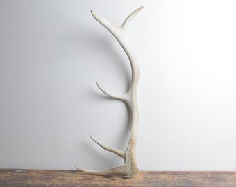Small Elk Antler - Rustic Textured Naturally Shed Antler, Coffee Table Decor for Cabin Living Spaces