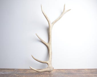 Large Elk Antler - Premium Brown Naturally Shed Antler, Statement Decor for Rustic Luxury Interiors