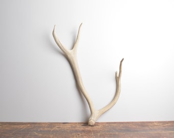 Medium Elk Antler - Natural Elk Shed Rustic Interior Decor