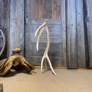 Elk Antler Shed- Authentic Self-Standing 7 Point Antler, High Quality Rustic Home Decor & Craft Gift for Nature Lovers