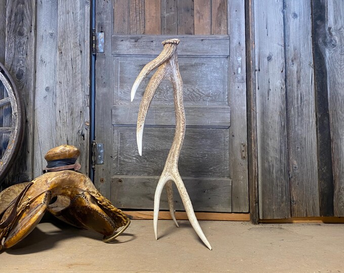 Self-standing Elk Antler Shed: 7 Point Rustic Home Decor, 34 Inch - Etsy