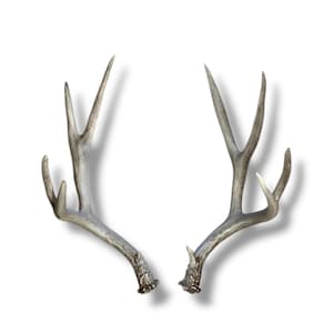 Deer Antler Matched Set - Authentic 5x4 Hard White Antlers for Rustic Farmhouse Decor, Perfect Gift for Nature Lovers