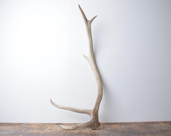 Medium Elk Antler - Weathered White Naturally Shed Antler, Shelf Decor for Elevated Rustic Styling