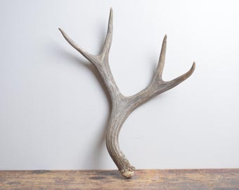 Medium Deer Antler – Naturally Shed for Coffee Table Styling or Sculptural Interior Accent