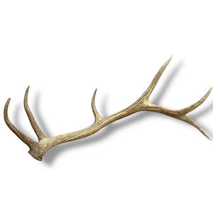 Elk Antler Naturally Shed - Stunning Desert Brown Antler for Rustic or Modern Decor, Ideal for Housewarming or Unique Gift for Nature Lovers