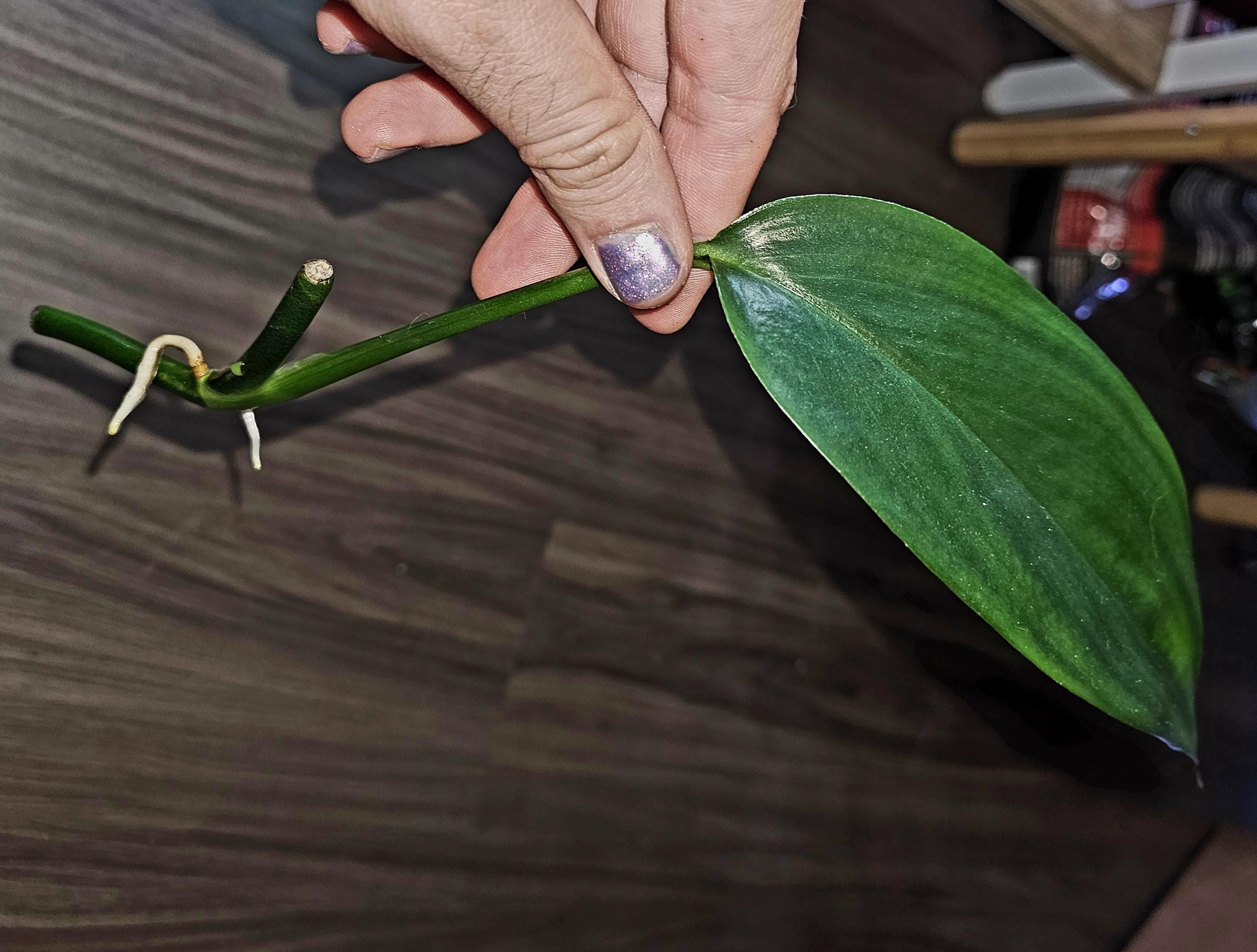Philodendron Sp. Papua New Guinea RARE PLANT - Single Node Rooted Cuttings  - Etsy