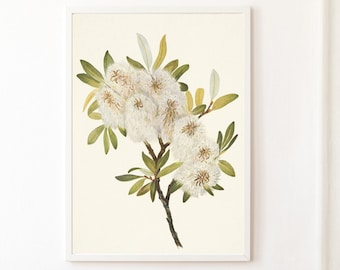 Vintage Willow Botanical Art Print Digital Download