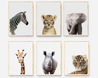 Unisex nursery decor.  Baby Animal photographs. Set of Six Nursery Wall prints. Zebra, Elephant, Tiger, Lion, Rhino, Giraffe. Safari Animals