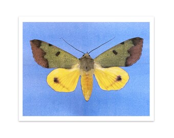 Green Drab Moth five-color riso print 8.5"x11" risograph insect bug entomology home decor