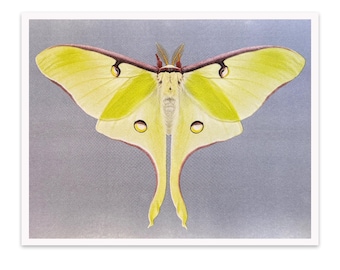 Luna Moth four-color riso print 11"x14" risograph insect bug entomology home decor