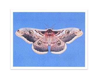 Giant Peacock Moth four-color riso print 8.5"x11" risograph insect bug entomology home decor
