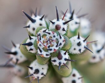 Harrissia cactus spines, nature photography