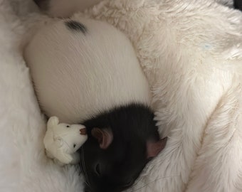 Mini Teddy Bear for Rats