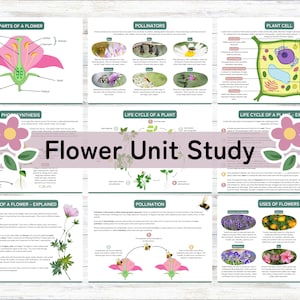 Flowers Unit Study, Homeschool Printable, Nature Unit Study, Flower Flashcards, Instant Download