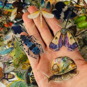 Autocollants translucides d'insectes - Autocollants nature assortis - Bullet Journal - Scrapbook - Imperméable à l'eau