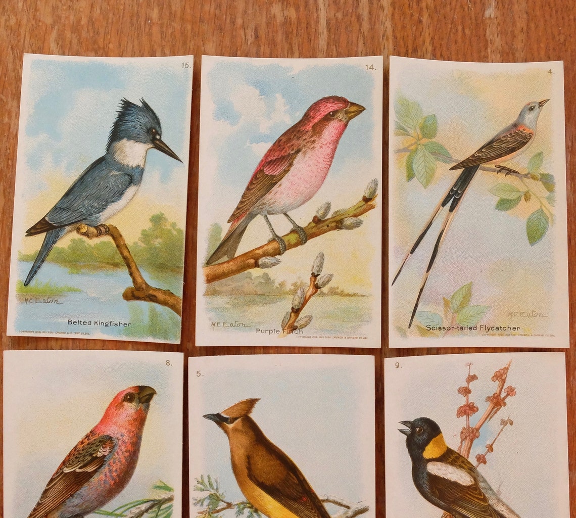 6 Vintage Bird Ephemera Trading Cards Birds Arm and Hammer 8th Etsy