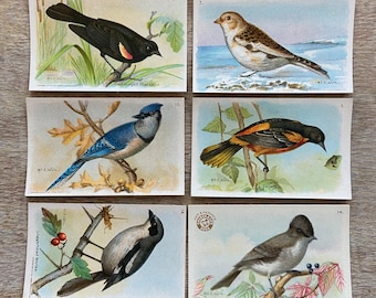 Vintage Bird Ephemera Trading Cards Birds Arm and Hammer