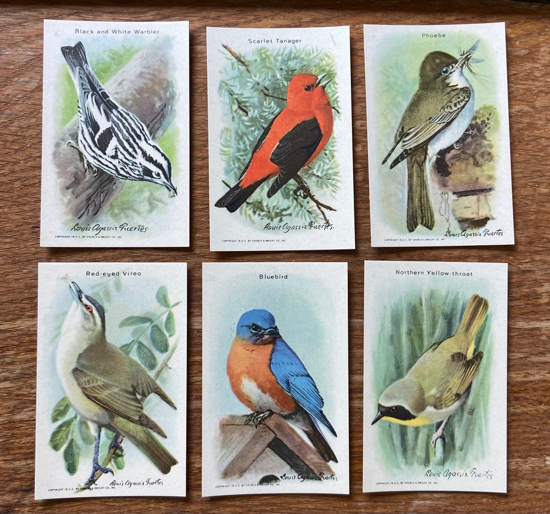 Vintage Bird Ephemera Trading Cards Birds Arm and Hammer 9th Series Etsy