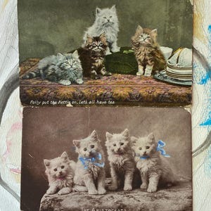 Carte postale vintage 2 chats chatons années 1900