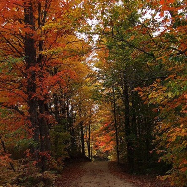 Fall Up North