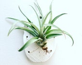 Scandinavian Style Airplant Wall Holder