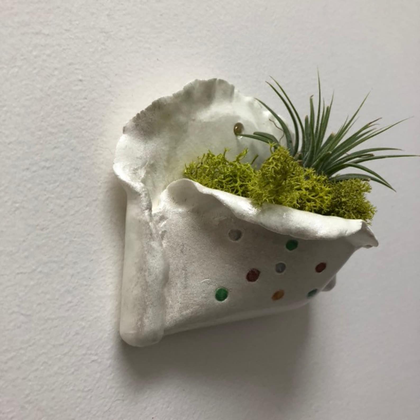 Air plant holder wall