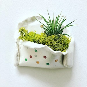 Modern Air Plant Wall Holder with Dots