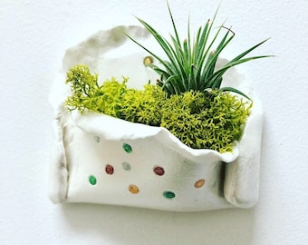 Modern Air Plant Wall Holder with Dots