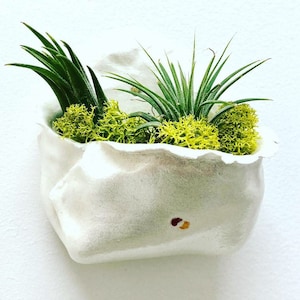 Air Plant Wall Holder, Handmade Plant Holder, Iridescent White with 2 interlocking Circles Design