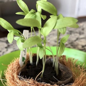 Herb Seed Substitution - Basil, Dill, Lavender, Parsley & More