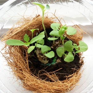 May include: A close-up of a clear plastic container with a brown coconut coir liner. Several small green seedlings are growing in the coir, including basil and other herbs.