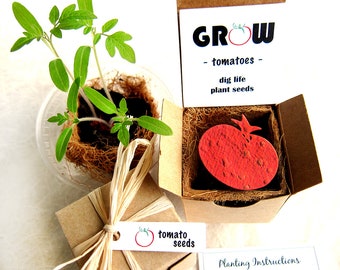 Tomato Seed Starter Kit - Vegetable Variety - Tomatillo Kale Peppers Carrots Lettuce - Choose seed type