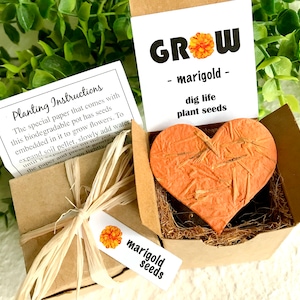 Marigold Seeds Starter Kit with Flower Pot - Garden Self Care - Other seed choices - Zinnia Cosmos Poppy