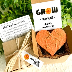 May include: A small brown box containing a heart-shaped seed paper packet. The box is tied with a brown ribbon and has a tag that reads "marigold seeds". The box also includes a card that says "GROW - marigold - dig life plant seeds".
