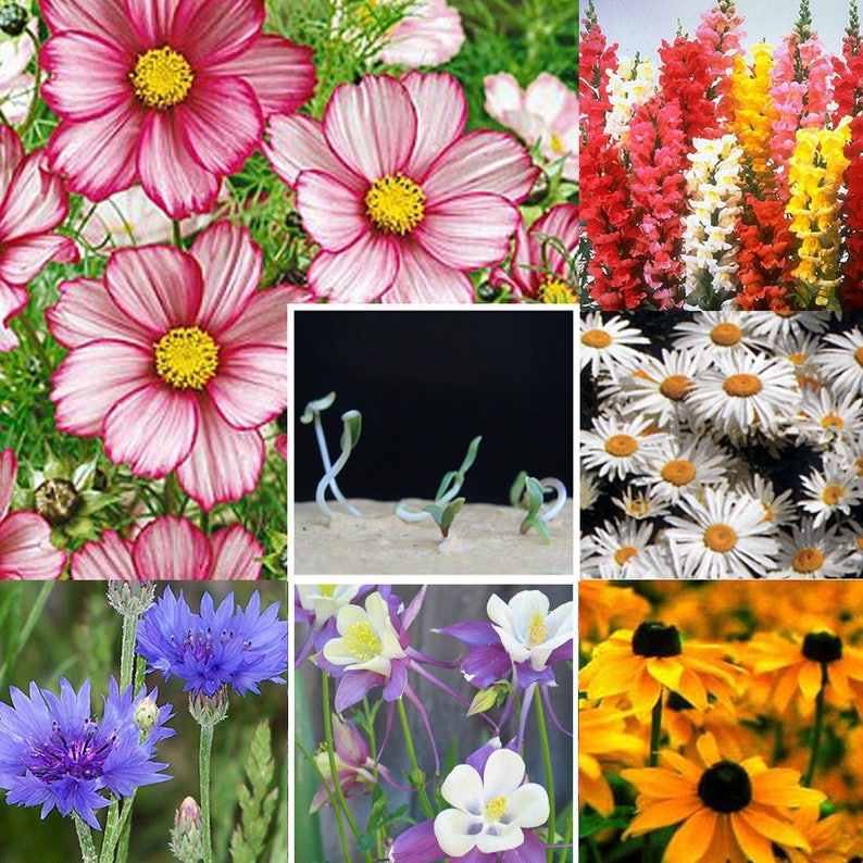 Peut inclure: Un collage de neuf images pr&eacute;sentant diff&eacute;rents types de graines de fleurs. Les images comprennent des gros plans de fleurs de cosmos roses, de fleurs de cosmos blanches, de fleurs de muflier rouges, jaunes et blanches, de marguerites blanches, de bleuets, de fleurs d'aquilegia violettes et blanches et de rudbeckies jaunes.