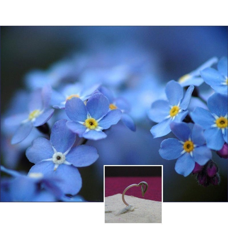 Pet Sympathy Card Plantable Dog or Cat Forget Me Not Flower Seeds image 5